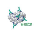 C反應(yīng)蛋白(CRP)抗體