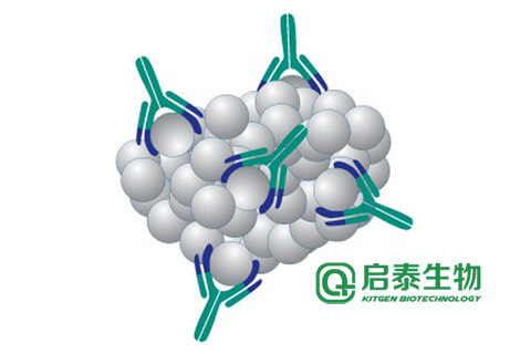 白介素6(IL-6)抗原